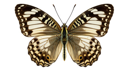 Isolated Butterfly with Open Wings