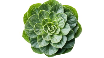 Multi-layer basil rosette, Transparent background, PNG file