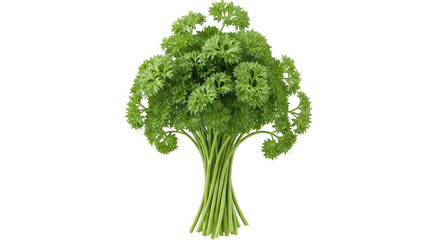 Isolated fresh curly parsley