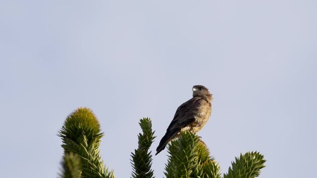Chimango caracara bird posing at top of Araucaria Araucana