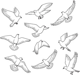 A collection of line art drawings of doves in various flying poses