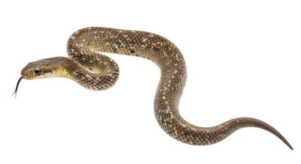 Isolated Snake with Tongue Out