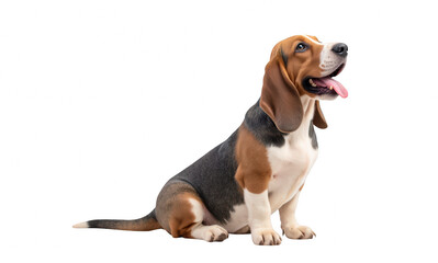 Happy beagle dog sitting with its tongue out, showcasing its playful and friendly nature. This breed is known for its loyalty and energetic