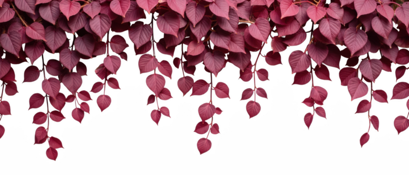 Vibrant red leaves cascade gracefully, creating stunning natural backdrop. rich colors evoke sense of warmth and tranquility