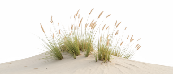 Lush grass growing on sandy dune, showcasing nature beauty and resilience in serene environment