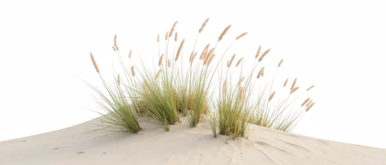 Papier peint photo Herbes des dunes Lush grass growing on sandy dune, showcasing nature beauty and resilience in serene environment  © Jari.art