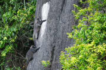 Obraz premium Germain's Langur - Trachypithecus germaini, rare endagered Old World monkey native to tropical forests of Indochina, Vietnam.