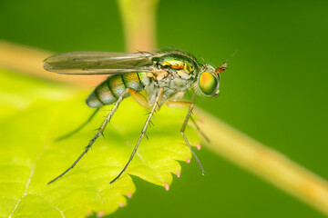 Long legged fly looking for a prey standing on the edge of a green leaf on a summer afternoon