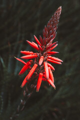exotic red flower