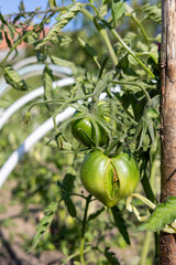 Cracked green tomato growing in summer garden