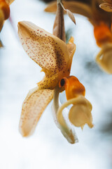 yellow orchid flower