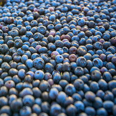Freshly picked organic blueberries in fruit crates prepared for selling on a market.