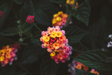 orange flowers on dark background