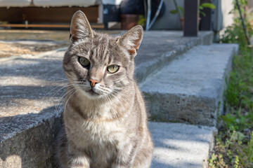 Grey tabby cat sitting on concrete steps in sunlight