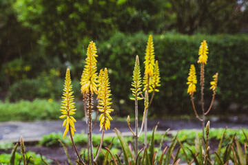 field of yellow flowers
