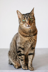 Obraz premium Cute European Shorthair cat with green eyes sitting against white background. Lovely domestic tabby cat.