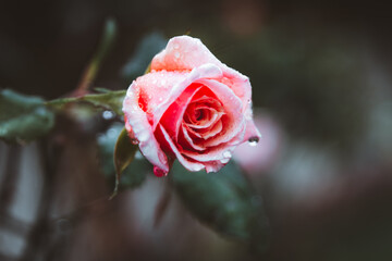 red rose with water drops