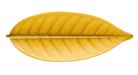 Isolated Yellow Leaf