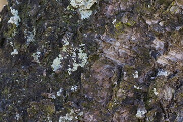 A tree trunk covered in moss and lichen