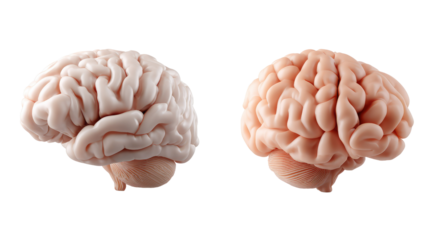 Brain Anatomy: Two detailed, side-by-side illustrations of the human brain showcase its intricate structure, evoking curiosity and the vastness of human cognitive functions.