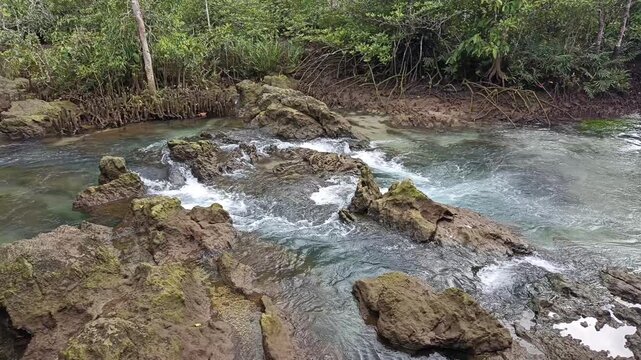 river in mangrove tree forest jungle in Thailand