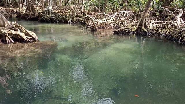 flowing water stream creek in tropical forest