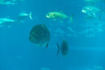 Giant trevally under water