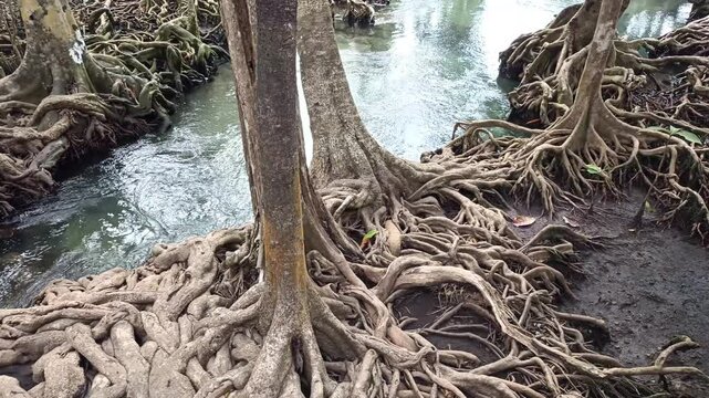 flowing water stream creek in tropical forest