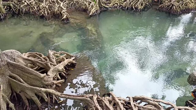 flowing water stream creek in tropical forest