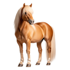 Obraz premium whole brown horse isolated on a transparent background 