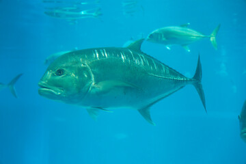 Giant trevally under water