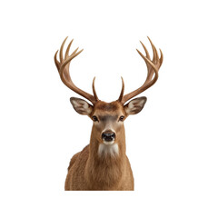 Fototapeta premium Majestic White-Tailed Deer Buck with Antlers, Headshot Portrait on Transparent Background