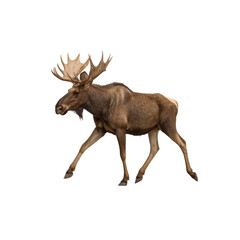 Majestic Bull Moose in Motion Isolated Wildlife Photography