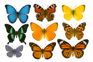 set of colorful butterflies isolated  transparent background 