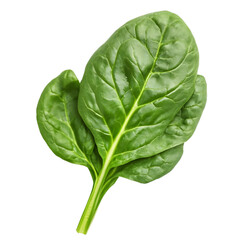 Spinach Isolated On Transparent Background.
