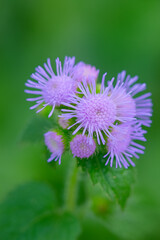 Obraz premium purple thistle flower