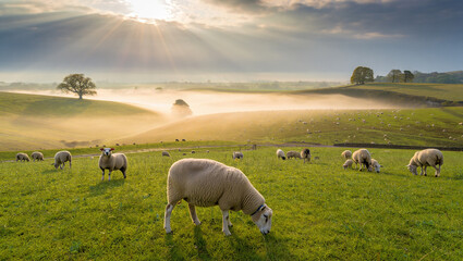Fototapeta premium Sunrise over Misty Pasture with Grazing Sheep