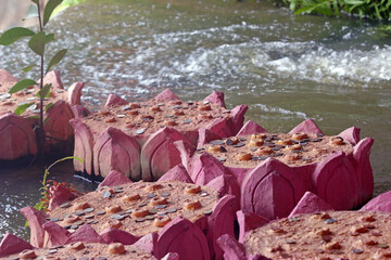 Faux pink lily pads n flowing water. Buddhist version of a wishing well with coins thrown onto the...