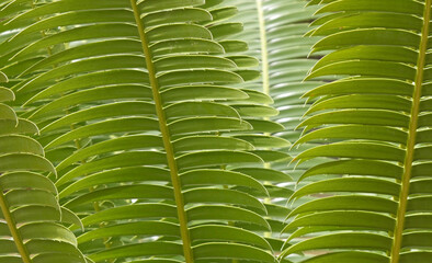 Close-up on backlit green tropical palm fern leaves in sunlight creates a natural textured background pattern	