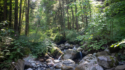 Bosco incontaminato, Alpi Orobiche, Val di Scalve, Bergamo