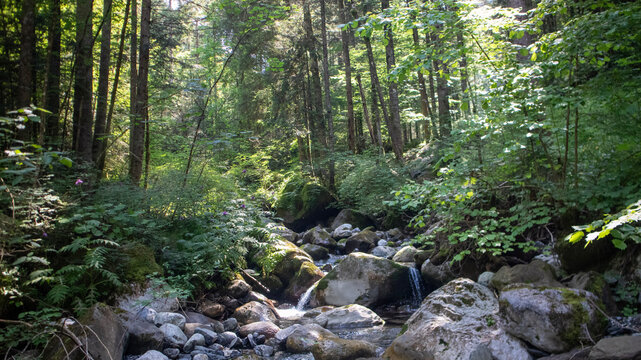 Bosco incontaminato, Alpi Orobiche, Val di Scalve, Bergamo