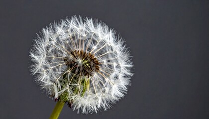Fototapeta premium Closeup of a Dandelion Seed Head Against a Dark Grey Background