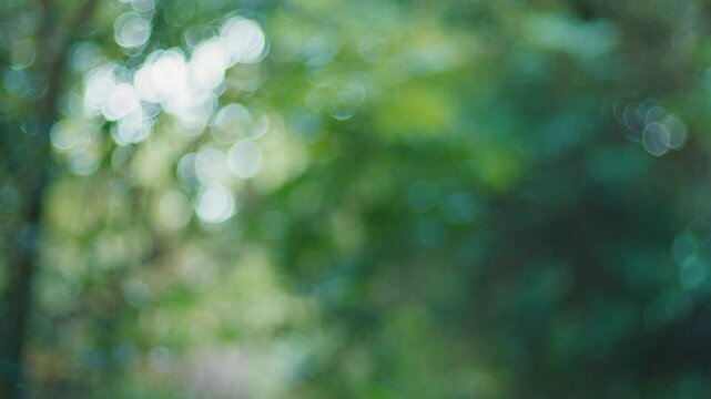 Naturally blurred tropical windy forest