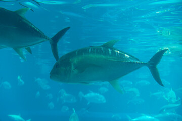 Obraz premium Giant trevally under water