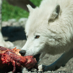 Obraz premium Arctic wolf (Canis lupus arctos)