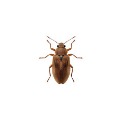 Detailed Close-Up of a Brown Beetle on Transparent Background
