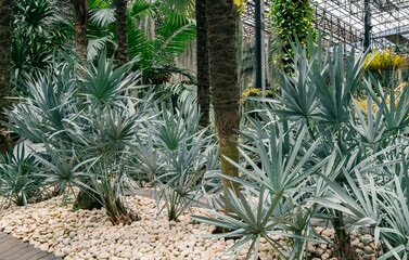 Garden with a lot of plants and rocks
