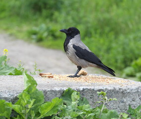 A crow is sitting on bread crumbs scattered on a concrete block lying in the grass
