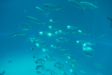 Indian mackerel (Rastrelliger kanagurta)