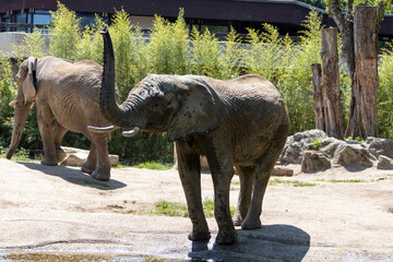 Elefant zuwinken